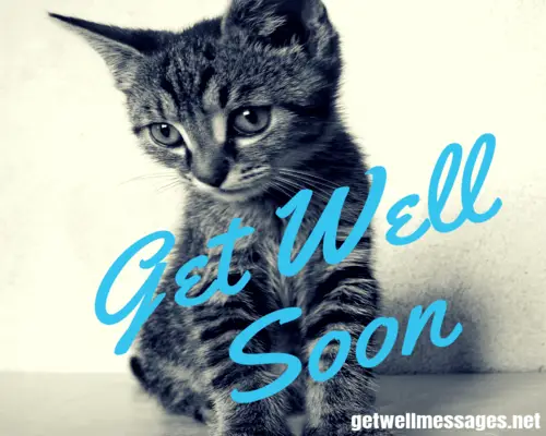 get well soon message for a cat cute