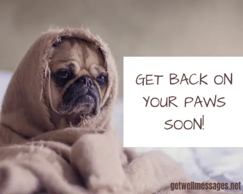 get well soon message for dog sick unwell blanket