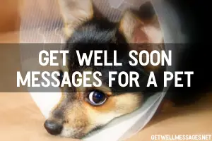 get well soonessages for a pet dog
