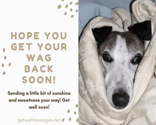 get well soon message dog sad ill